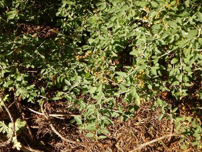 Ceanothus cordulatus, photographed by stinger