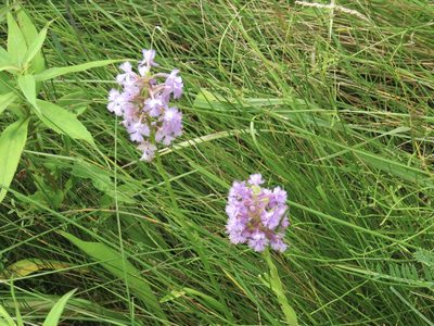 Platanthera psycodes, photographed by Renee MacQuarrie