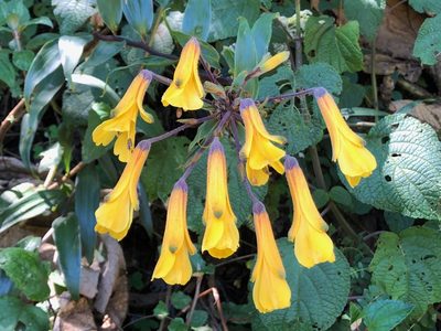 Bomarea lutea, photographed by Rosario Douglas