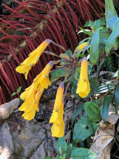 Bomarea lutea, photographed by Rosario Douglas