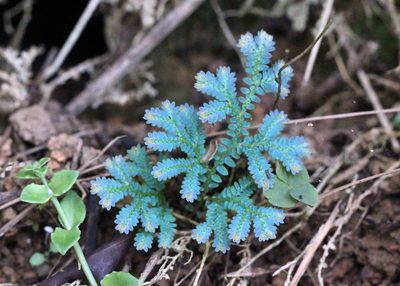 Selaginella uncinata, photographed by Agnes Trekker