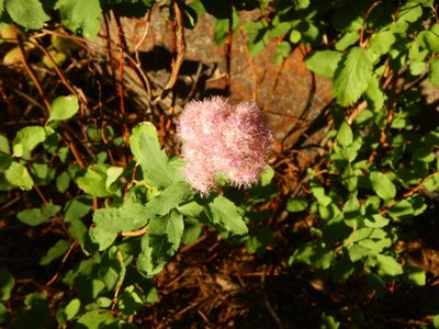 Spiraea splendens, photographed by stinger