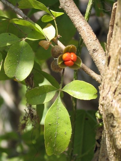 Trichilia trifolia, photographed by Viacheslav Shalisko