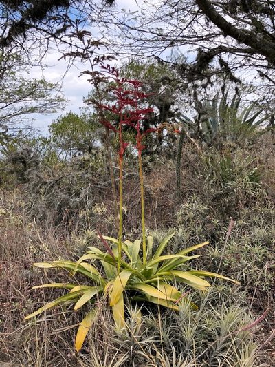 Racinaea fraseri, photographed by Rosario Douglas