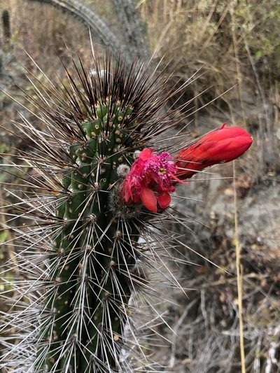 Borzicactus sepium, photographed by Rosario Douglas