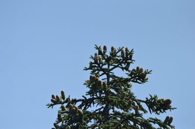 Abies procera, photographed by David Anderson