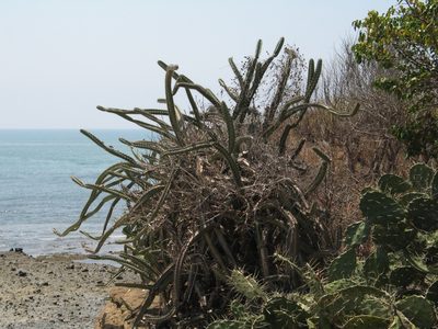 Stenocereus standleyi, photographed by Viacheslav Shalisko