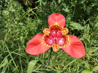 Tigridia pavonia, photographed by Diana Fuentes