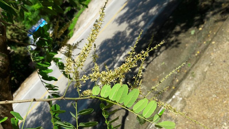 Apoplanesia paniculata, photographed by Viacheslav Shalisko