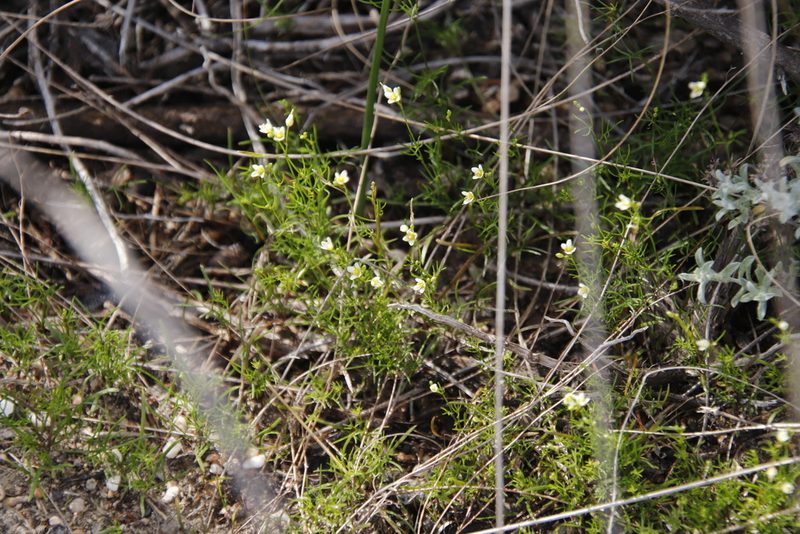 Heliophila minor, photographed by Tony Rebelo