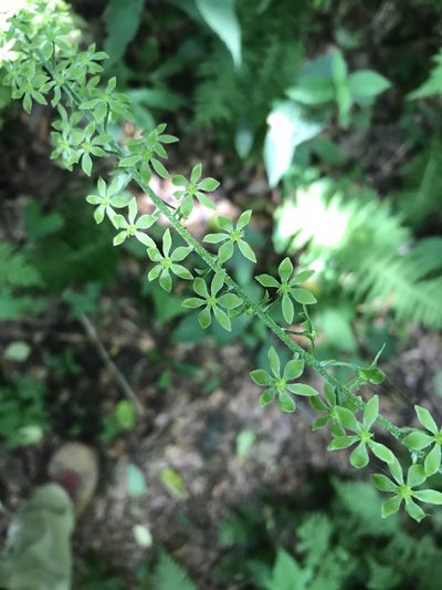 Melanthium parviflorum, photographed by Diane