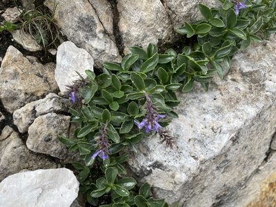 Paederota bonarota, photographed by Dario Taraborelli