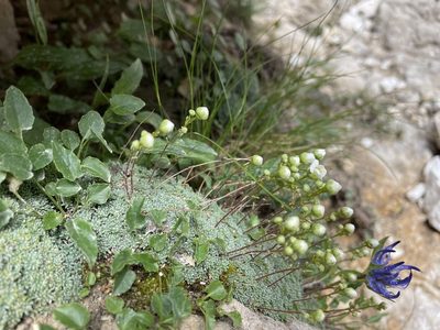 Saxifraga squarrosa, photographed by Dario Taraborelli