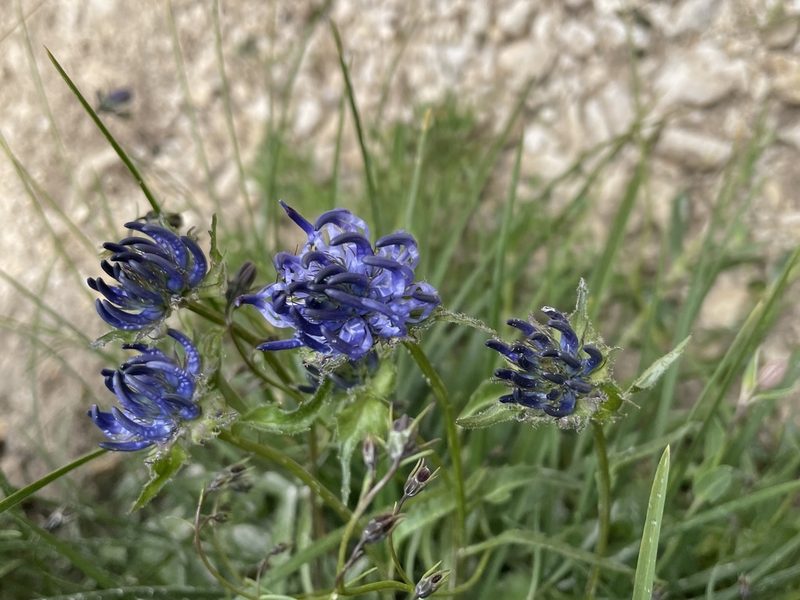 Phyteuma sieberi, photographed by Dario Taraborelli