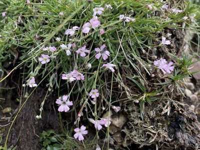 Gypsophila repens, photographed by Dario Taraborelli
