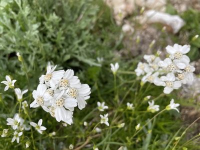 Achillea clavennae, photographed by Dario Taraborelli