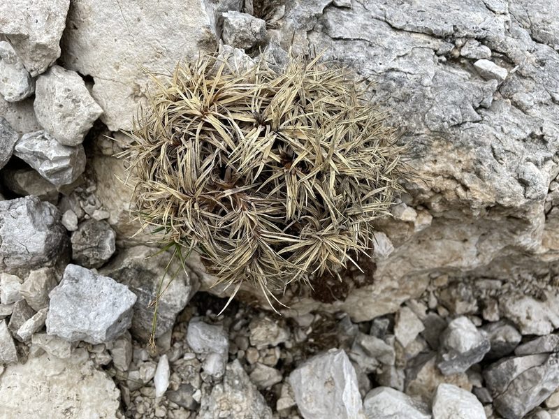 Carex firma, photographed by Dario Taraborelli
