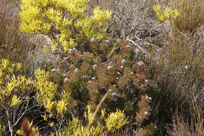 Serruria gremialis, photographed by Tony Rebelo
