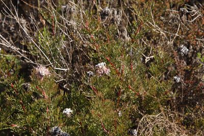 Serruria gremialis, photographed by Tony Rebelo