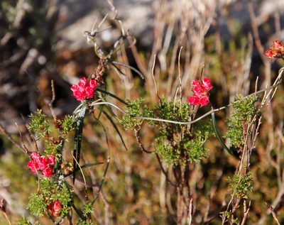 Microloma tenuifolium, photographed by Tony Rebelo