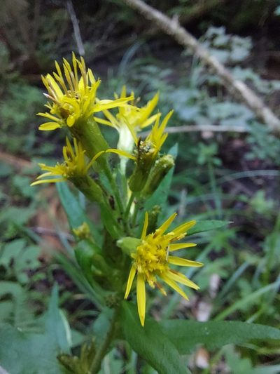 Solidago macrophylla, photographed by Carter Dorscht