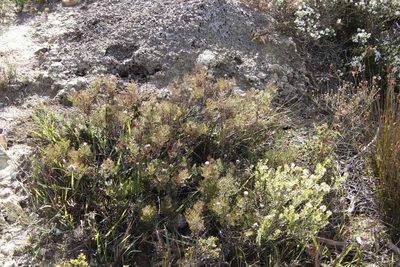 Serruria gremialis, photographed by Tony Rebelo