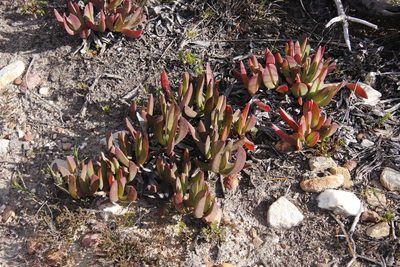 Carpobrotus mellei, photographed by Tony Rebelo