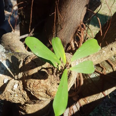 Ficus natalensis, photographed by Margaret Burger