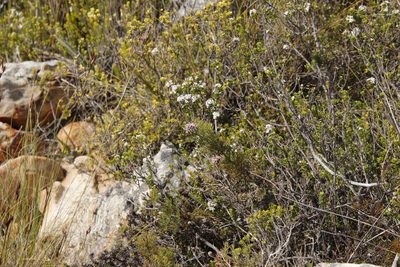 Serruria gremialis, photographed by Tony Rebelo