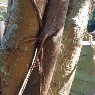 Ficus natalensis, photographed by Margaret Burger