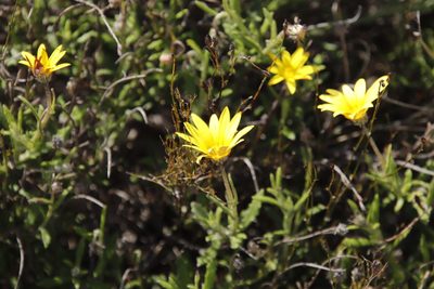 Arctotis semipapposa, photographed by Tony Rebelo