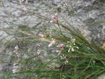Cynanchica pyrenaica, photographed by Thomas Koffel
