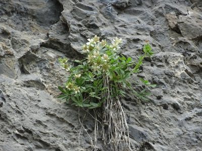 Potentilla caulescens, photographed by Thomas Koffel
