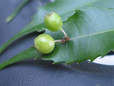 Phyllonoma laticuspis, photographed by Viacheslav Shalisko
