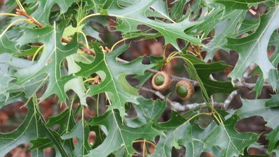 Quercus ellipsoidalis, photographed by Marilynn Miller