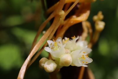 Cuscuta gronovii, photographed by Henry "Nick" Robertson