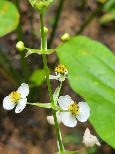 Sagittaria australis, photographed by Jeff Wilson