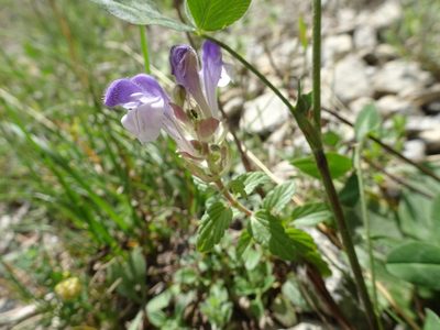 Scutellaria alpina, photographed by Thomas Koffel