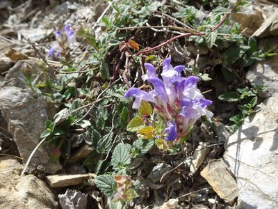 Scutellaria alpina, photographed by Thomas Koffel
