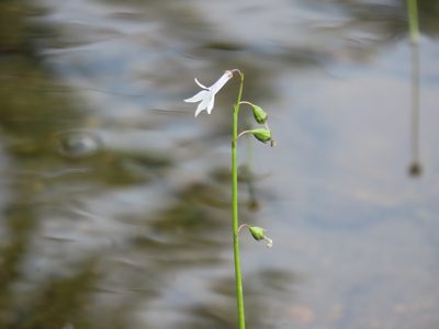 Lobelia dortmanna, photographed by Carter Dorscht