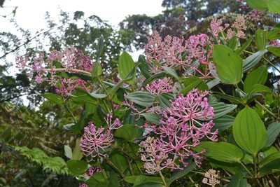 Medinilla multiflora, photographed by Peter Quakenbush