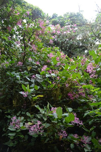 Medinilla multiflora, photographed by Peter Quakenbush