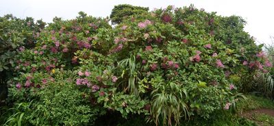 Medinilla multiflora, photographed by Peter Quakenbush