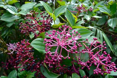Medinilla multiflora, photographed by Peter Quakenbush