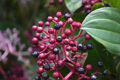 Medinilla multiflora, photographed by Peter Quakenbush