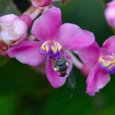 Medinilla multiflora, photographed by Peter Quakenbush