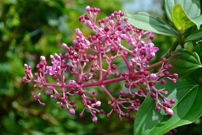Medinilla multiflora, photographed by Peter Quakenbush