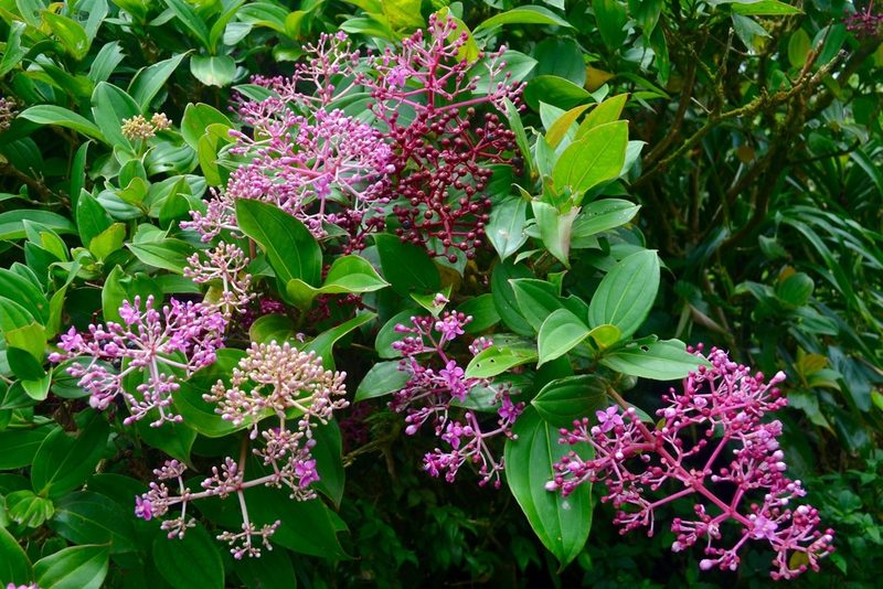 Medinilla multiflora, photographed by Peter Quakenbush