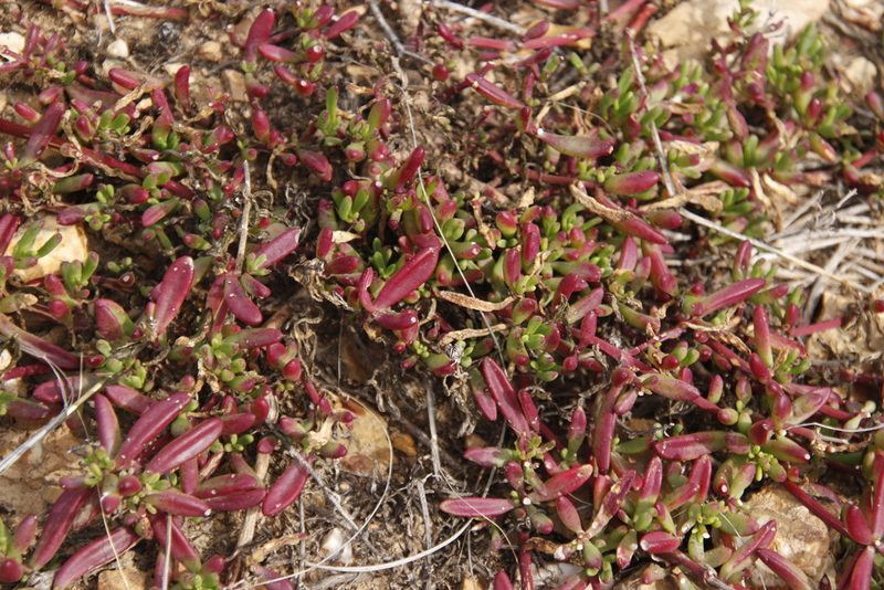 Mesembryanthemum paulum, photographed by Tony Rebelo