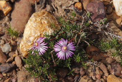 Lampranthus emarginatoides, photographed by Tony Rebelo